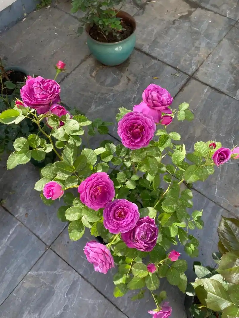 比利时月季    每日爆花,每日散,中午抗一点阳光傍晚下班回家必外焦里