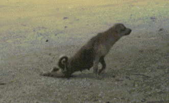 331_201gif 动态图 动图