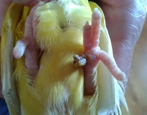 求助!鹦鹉烂爪子t^t