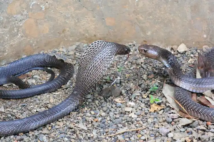 过山峰蛇为什么追人(眼镜王蛇会追着人跑吗) — 36网