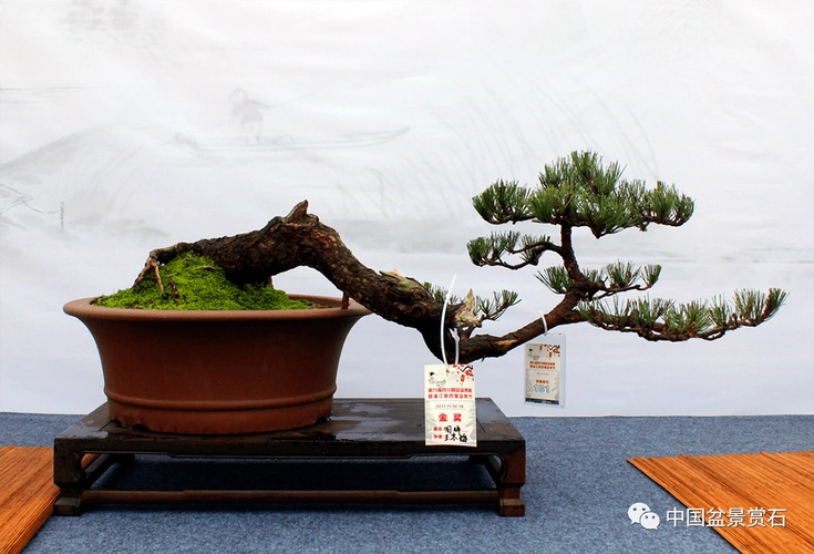 临水式盆景五,结语盆景造型其实是在加速模拟自然树木的变化过程.