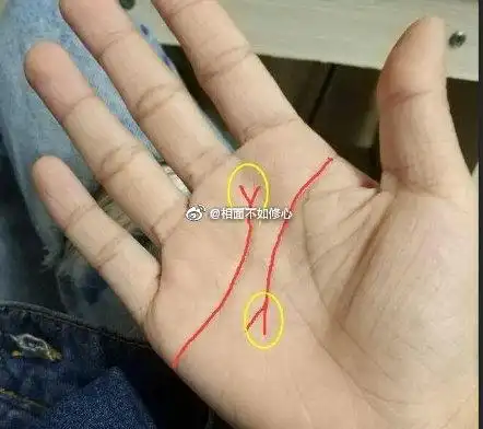 智慧线分叉 感情线分叉,双鸟离飞的手相.