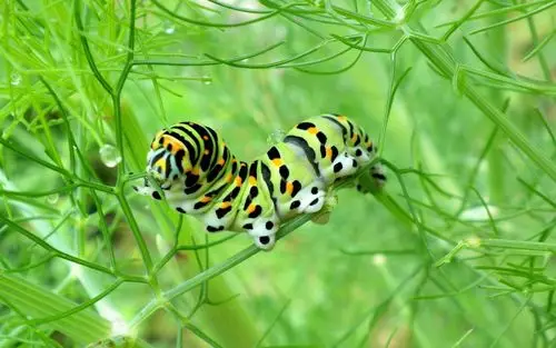 > || 更新时间:2018-10-02 颜色分类: 绿色 关键词:  动物 毛毛虫