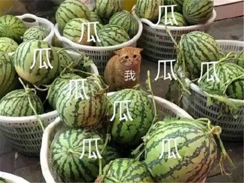 上蹿下跳的猹是什么梗猹怎么读你造吗