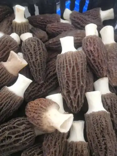 羊肚菌 鲜货 3cm~6cm 圆顶 灰黑色 人工种植