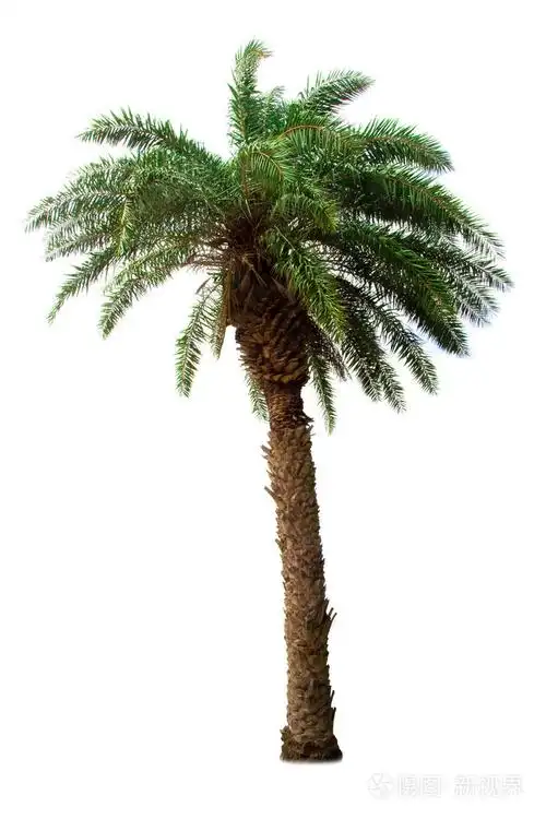 白色背景的棕榈树