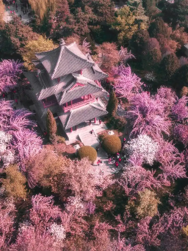 你期待今年青龙寺的樱花么94赏花攻略奉上.