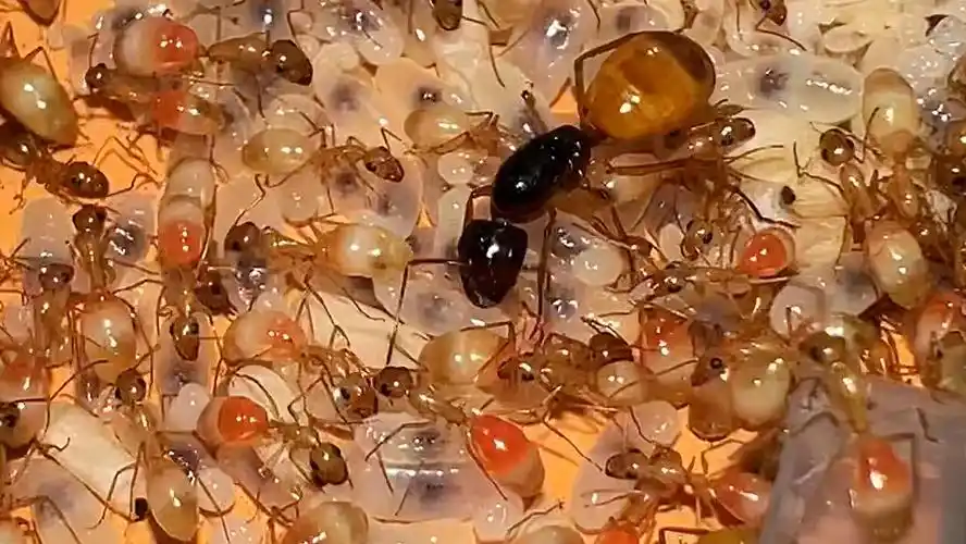 黑金弓背蚁 今年的新后 你们的黑金多少工了_哔哩哔哩_bilibili