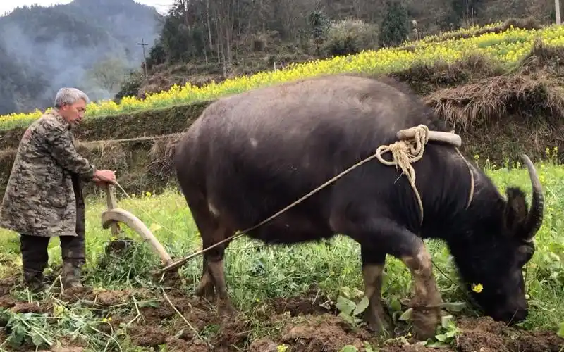 犁一亩田地赚200元,感受一下水牛的力量与速度吧!