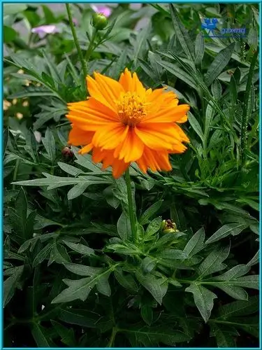 硫华菊(黄秋英) cosmos sulphureus
