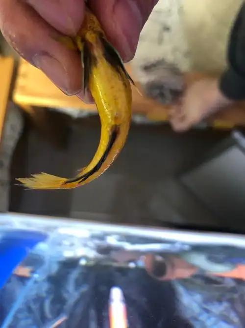 非洲王子辨公母