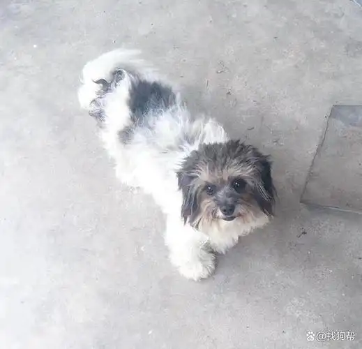 南通市如皋市有偿寻找黑白长卷毛串串犬