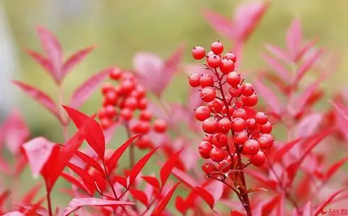 寒冬里南天竹红红火火