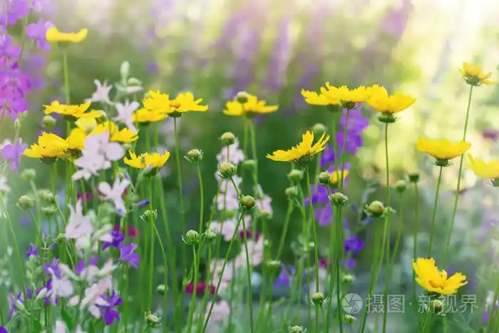 在阳光明媚的夏日草地上的花