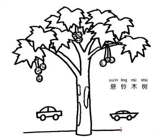 怎么画悬铃木 大树悬铃木的画法图片步骤-儿童简笔画大全