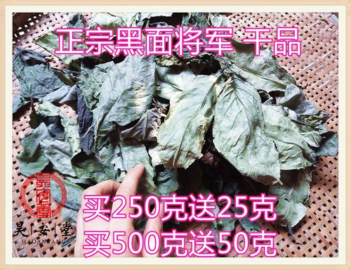 马来西亚正宗黑面将军脆叶马兰化石干叶强效绿植