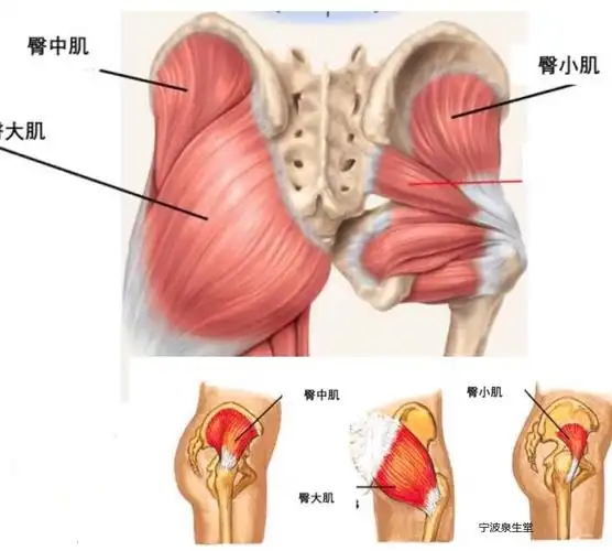 髋关节的运动,韧带和肌肉——宁波整脊