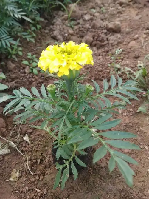 热门花卉【万寿菊杯苗价格】【出售万寿菊】【万寿菊小苗】