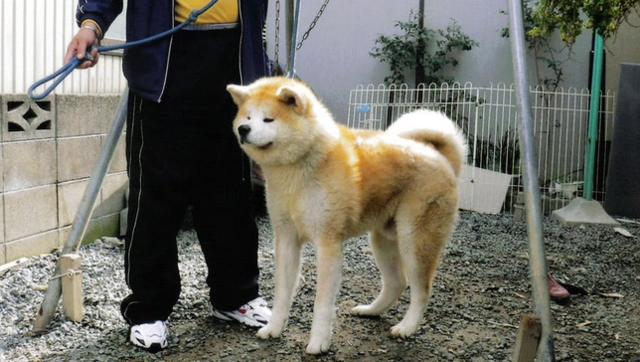 日本的国犬秋田犬