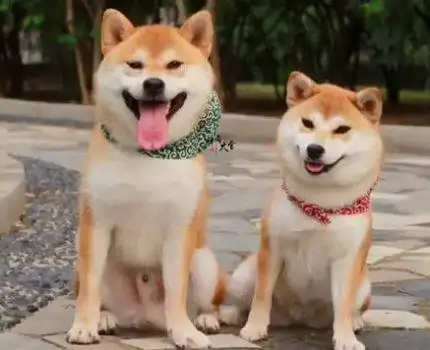 柴犬公母差异,养公的好仍是母的好?