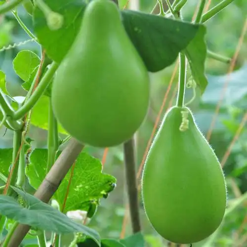葫芦瓜新鲜圆葫芦菜葫芦福建新鲜蔬菜现摘鲜甜葫芦瓠子瓠瓜蒲瓜 1-2颗