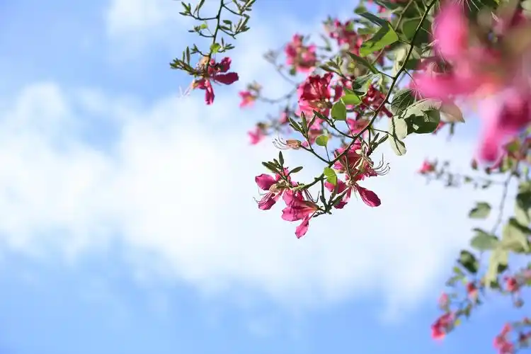 蓝天下的红花羊蹄甲