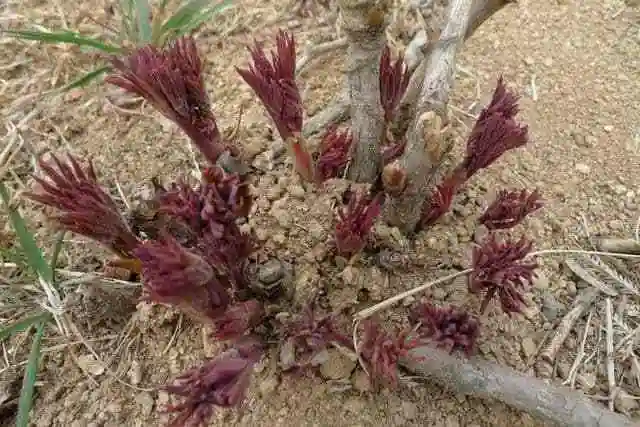 牡丹花栽培养护管理牡丹怎样日常管理