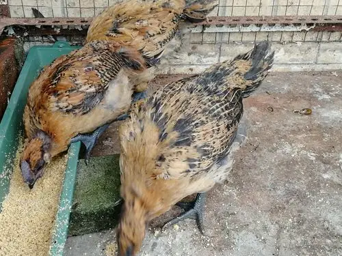 到底是黄羽乌骨鸡还是铁脚麻鸡呢?40天有2斤