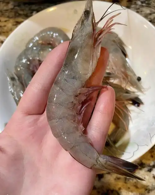 在美国实现鲜虾自由