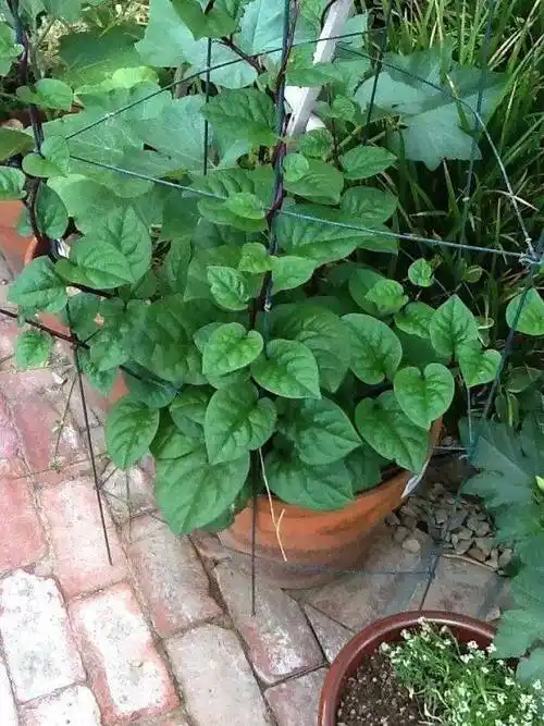 能够在花盆中爬藤生长的9种蔬菜,种多几盆就不用买菜了