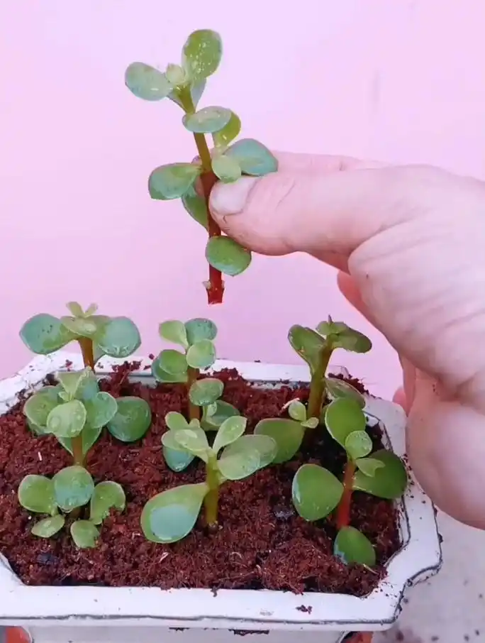 这个视频分享一下金枝玉叶的扦插方法