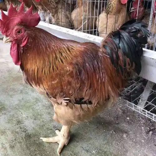 k9麻黄鸡苗麻黄鸡k901厂家直销全年批发价