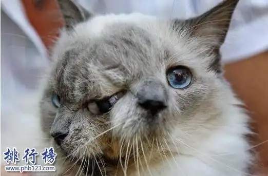 吉尼斯世界上寿命最长的双面猫三只眼两嘴巴