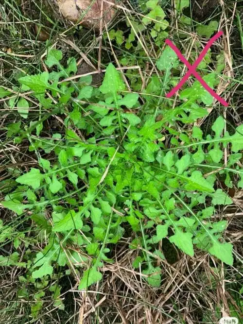 有毒荠菜的图片