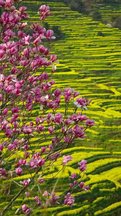 以壁纸的形式打开江西的春天