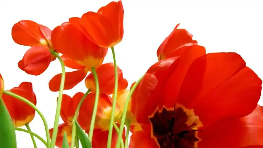 亮丽清新的花卉植物图片电脑桌面壁纸