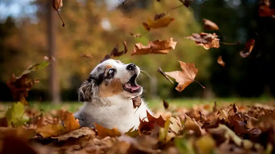 秋天可爱萌狗高清win7高清电脑桌面主题壁纸图片(二)