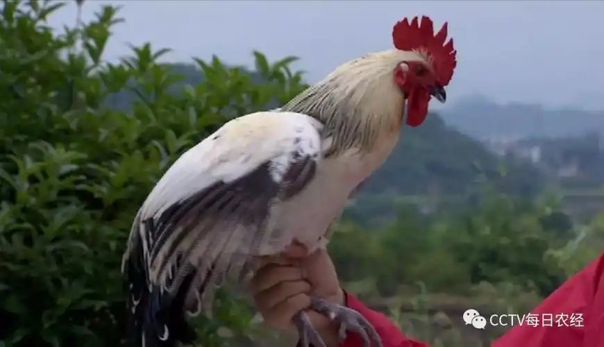 央视网消息:在浙江省丽水市松阳县有一种会"滑翔"的鸡,它原本是浙江