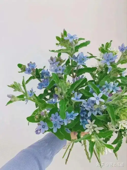 一睹这场星空般的视觉盛宴