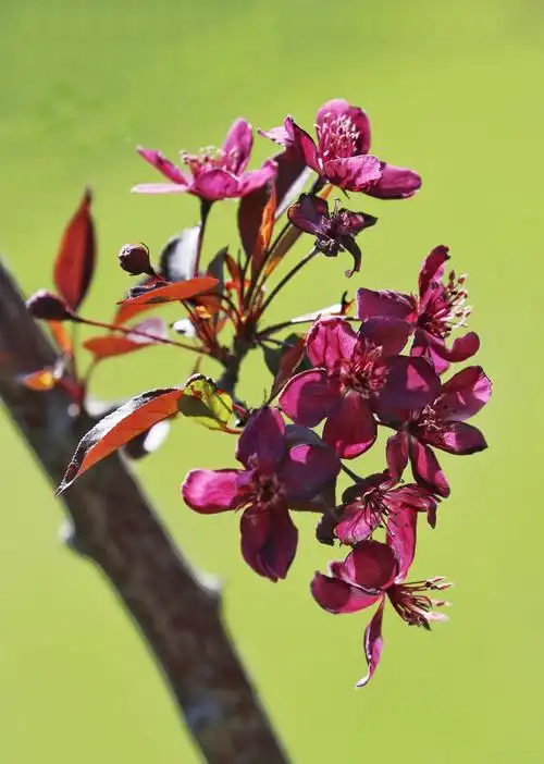 多姿多彩的王族海棠