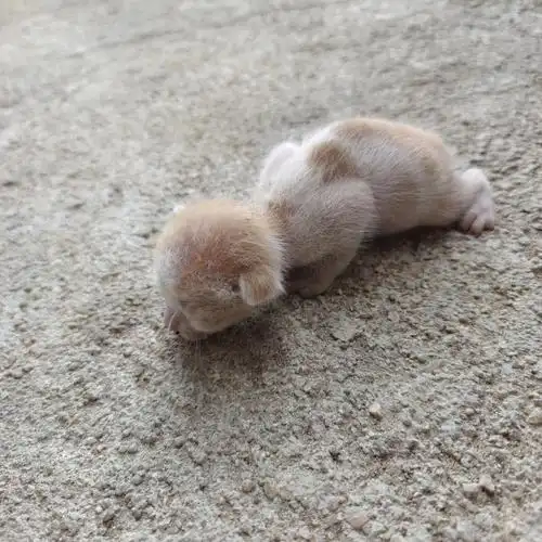 刚出生的猫咪