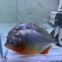 虎鱼活鱼泰国虎鱼泰虎苏门答腊虎印尼四纹三纹虎鱼苗观赏红龙配鱼