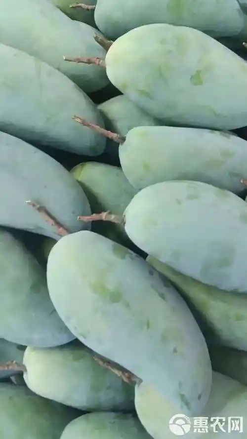 金煌芒  攀枝花大金煌,果肉厚实,青皮纯甜,水份充足,甜蜜味