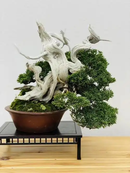 真柏盆景的魅力与品种