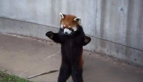 举起手来小浣熊恐吓动作毫无威胁力威胁行为尽显萌态