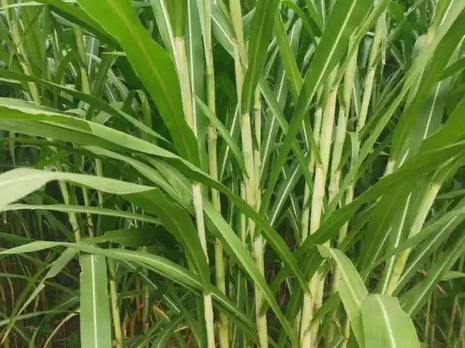 巨菌草的由来和特性