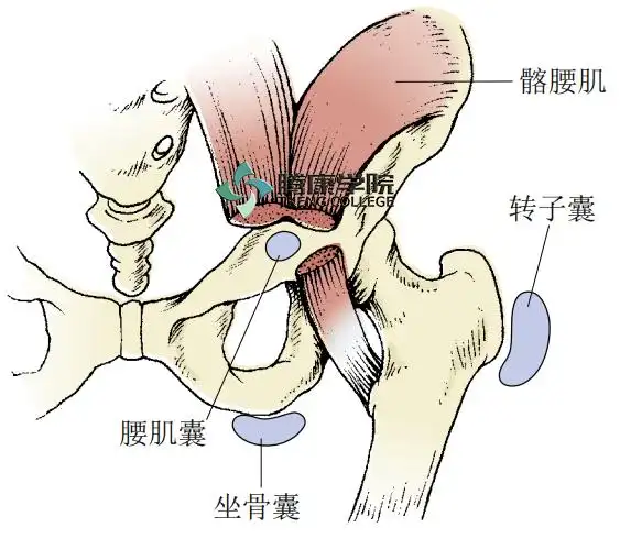臀中肌起自髂骨的表面,肌纤维靠外侧下行到达大转子的外侧面.
