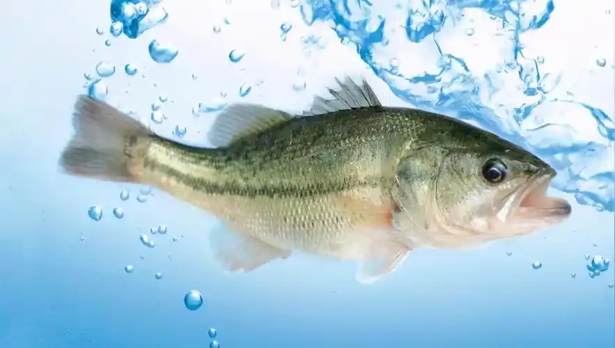 鲈鱼被引入非洲维多利亚湖,结果长到200斤,引发当地生态危机