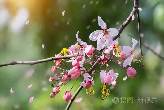 用花瓣和光 bakeriana 的肉桂花的特写