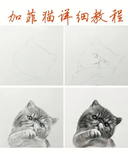 画画的日常  #笔记灵感  #素描动物  #素描猫咪  #猫咪  #素描教程